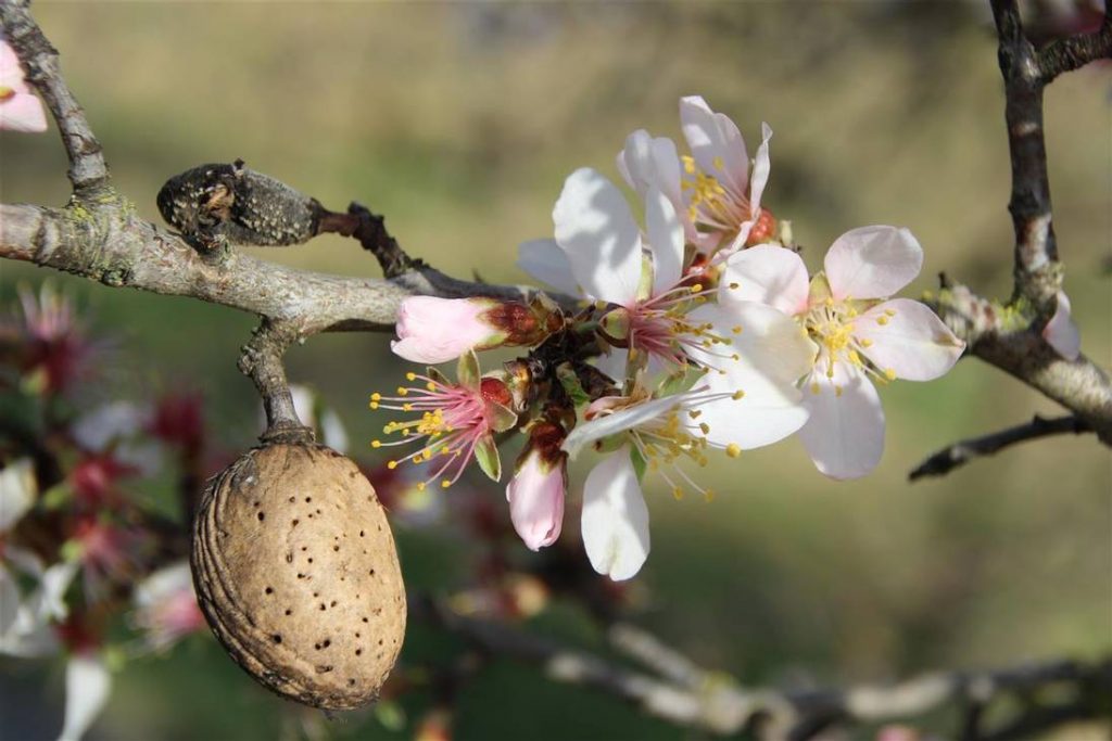 Almonds