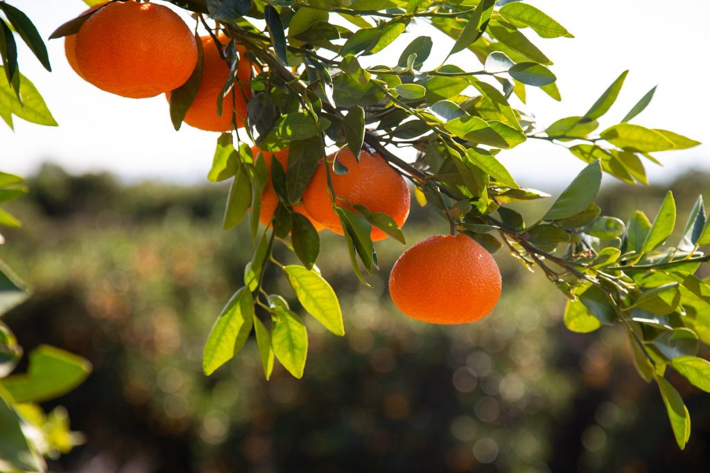 Citrus Fruit